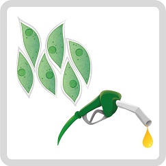 alga Acutodesmus dimorphus beside a petrol pump